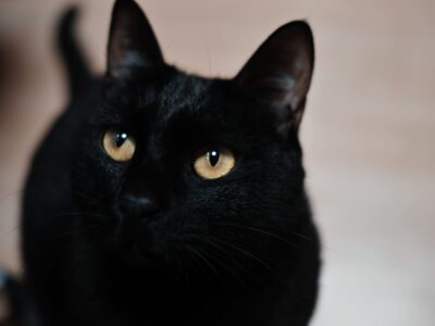 SIGMA FP
